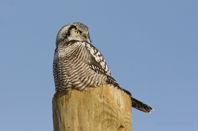 IMG_6740c.jpg - Northern Hawk-Owl (Surnia ulula)